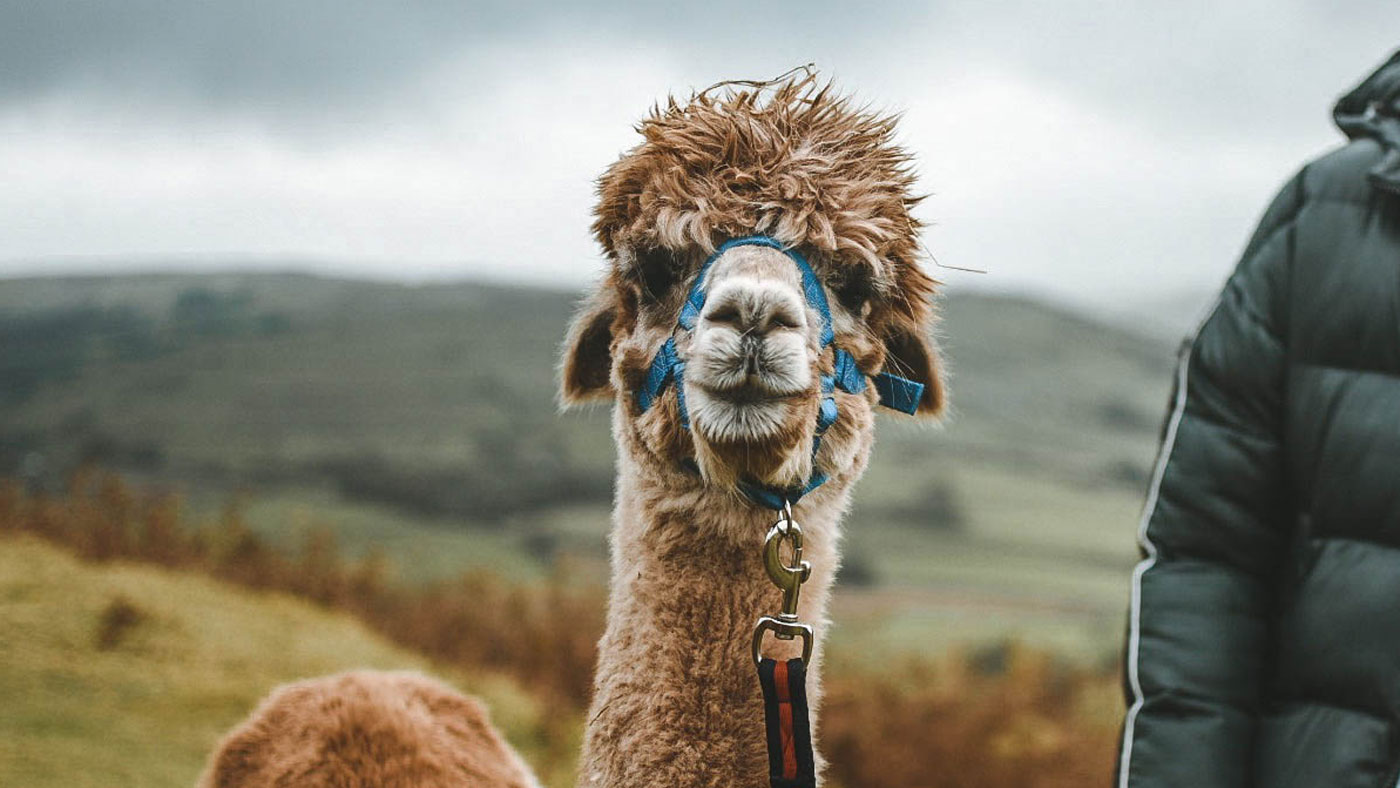 Closeup photo of one of the friendly alpacas at Alpaca My Boots